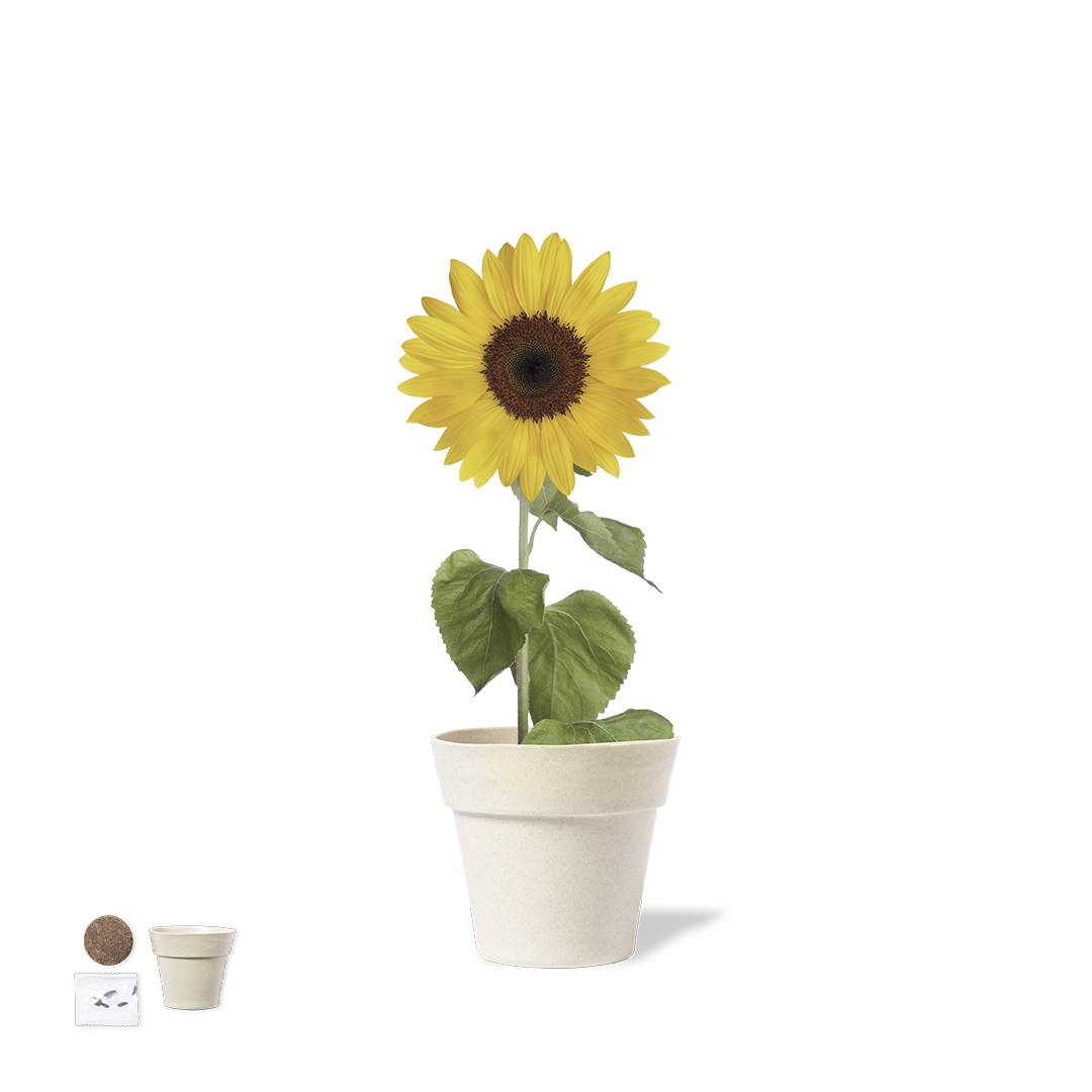 Tumil Gift Set – Seedsticks